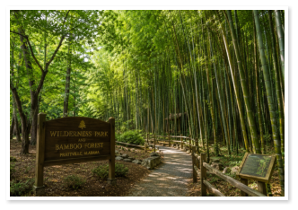 A trail in the Bamboo Forest