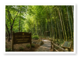 A trail in the Bamboo Forest