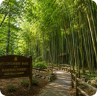 Wilderness Park & Bamboo Forest
